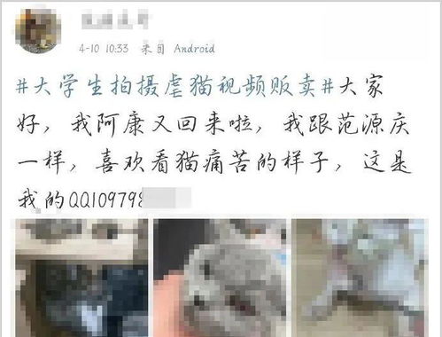 虐猫考生被取消招聘资格(虐猫考生被取消招聘资格，道德底线与职业操守的双重审视)