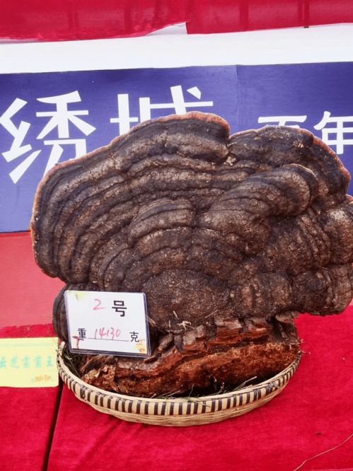 云南现80公斤巨无霸“菌王”云南惊现80公斤巨无霸菌王,探寻神奇蘑菇世界) 云南现80公斤巨无霸“菌王”云南惊现80公斤巨无霸菌王,探寻神奇蘑菇世界)